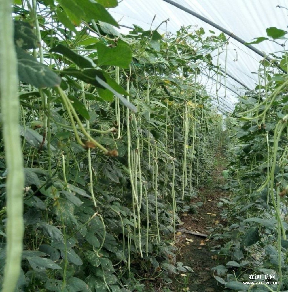 驻马店标准蔬菜种植育苗大棚出租 有独立的灌溉系统和开关交通便利-河南厂房出租